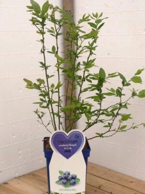 Bluegold Blueberry Shrub