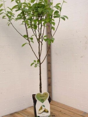 Conference Perenboom