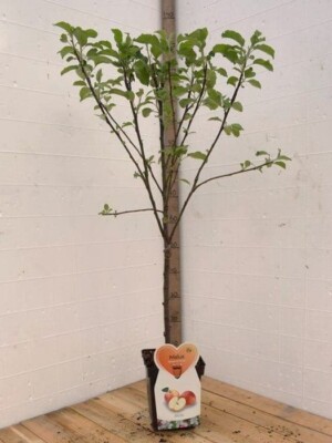 Elstar Biologische Appelboom
