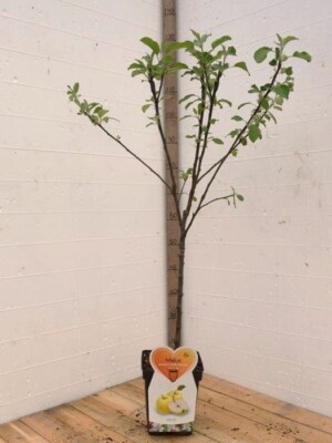 Golden Delicious Appelboom