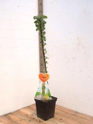 Gold Sensation Appel Zuilboom