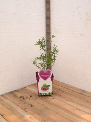 Pink Berry Shrub