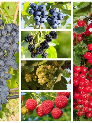 Xl fruit pakket