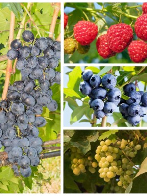 Zoete vruchten fruit pakket