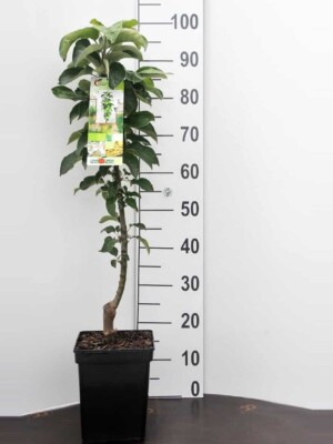 Green Sensation Appel Zuilboom