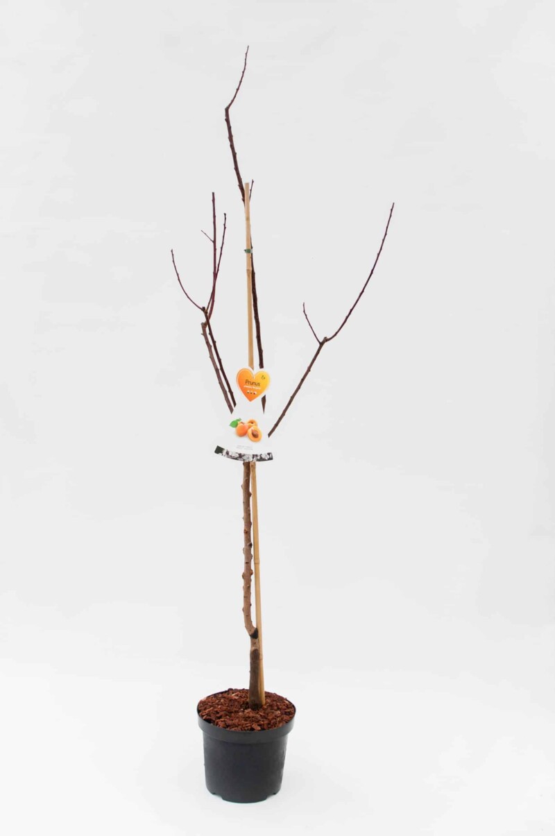Bergeron Abrikozenboom – Image 3