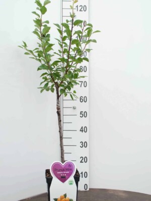 Mirabelle Pruim Mini Fruitboom