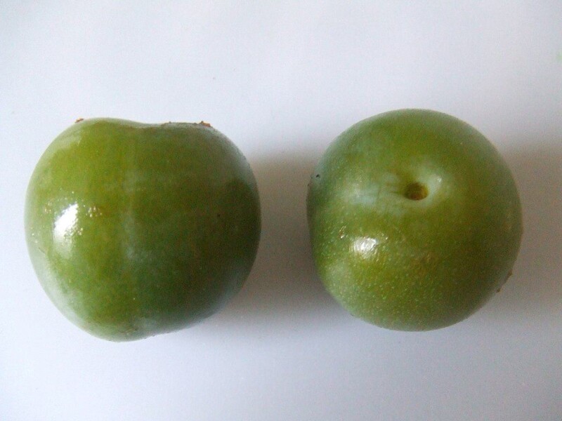 Reine Claude Verte Pruimenboom – Image 3