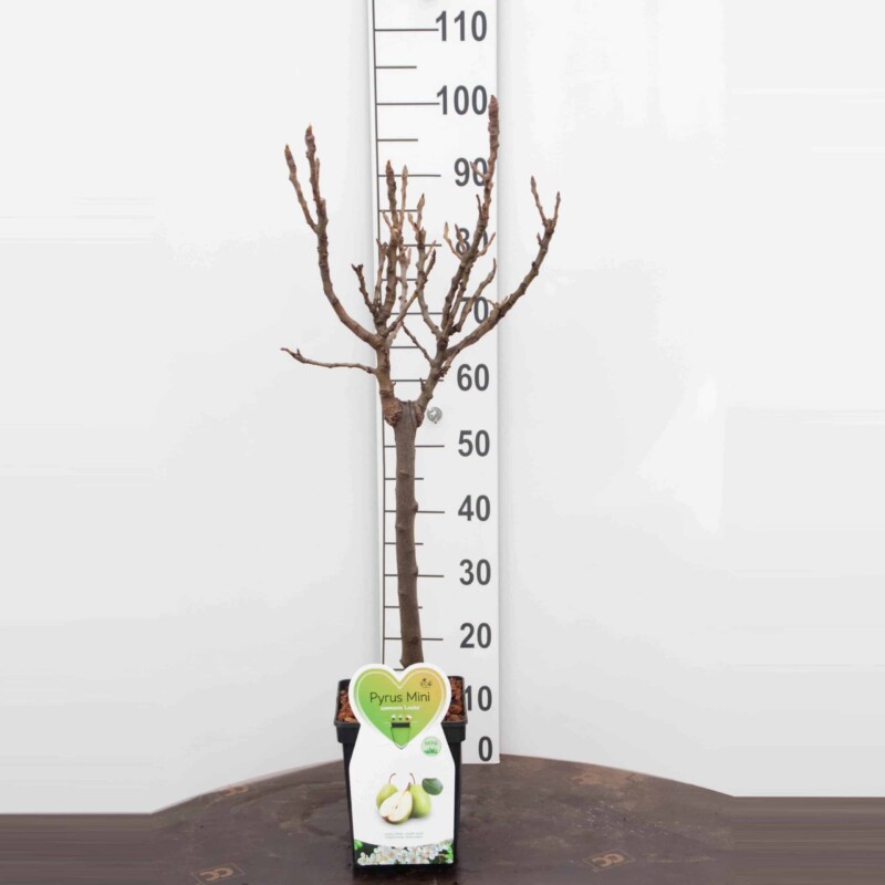 Louisa  Peer Mini Fruitboom – Image 3