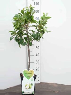 Louisa  Peer Mini Fruitboom
