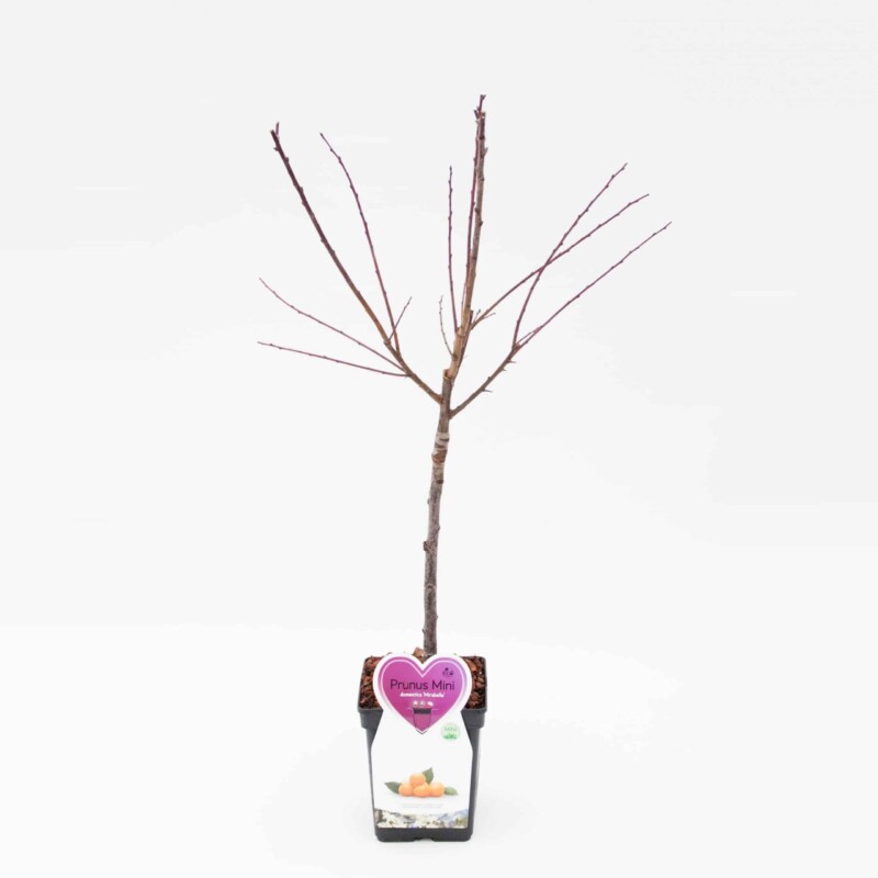 Mirabelle Pruim Mini Fruitboom – Image 4