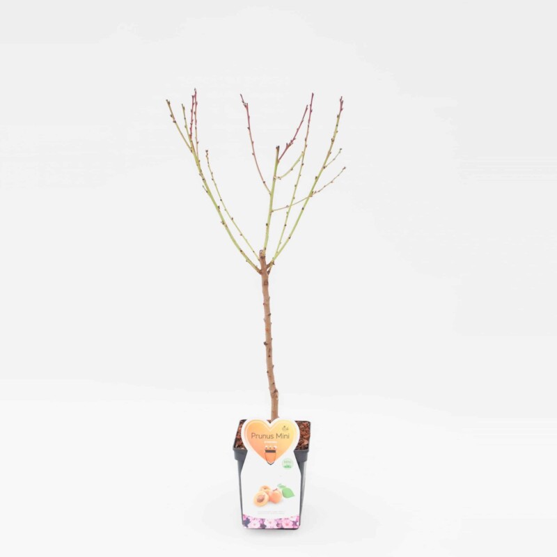 Armenica Abrikoos Mini Fruitboom – Image 3