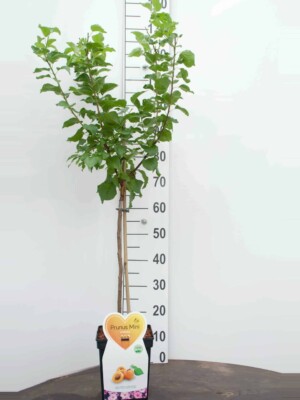 Armenica Abrikoos Mini Fruitboom
