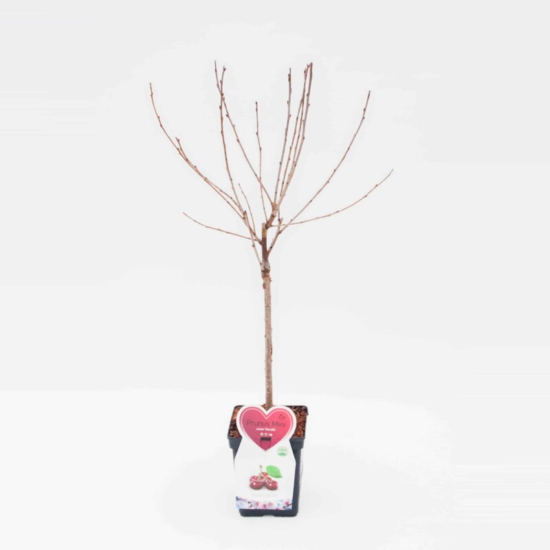 Morello kers Mini Fruitboom – Image 3