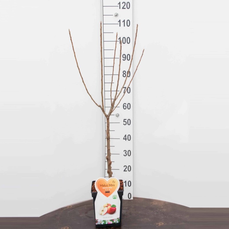 Galina appel Mini Fruitboom – Image 3
