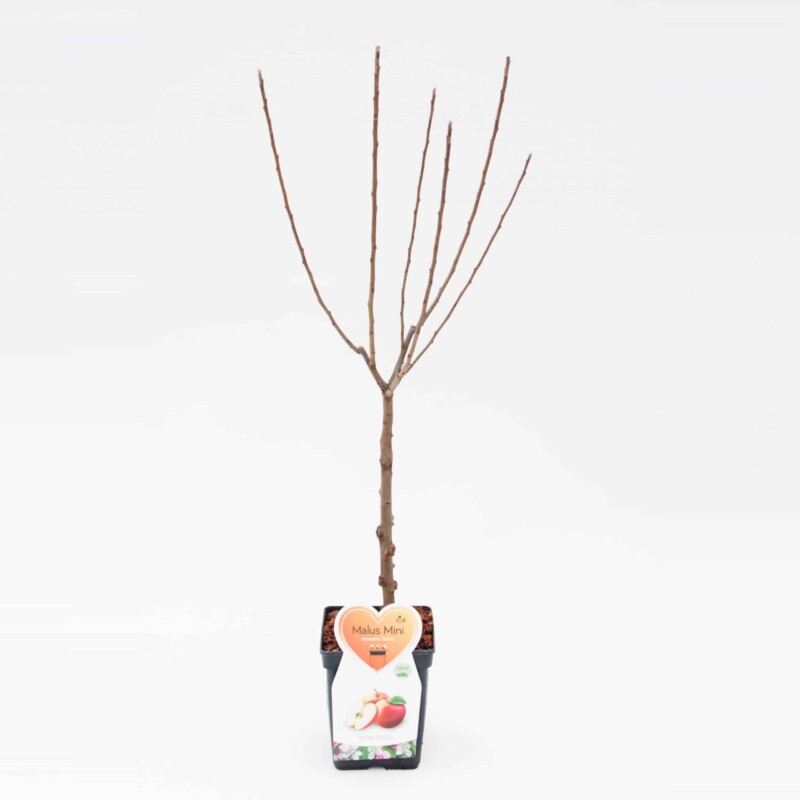 Galina appel Mini Fruitboom – Image 4