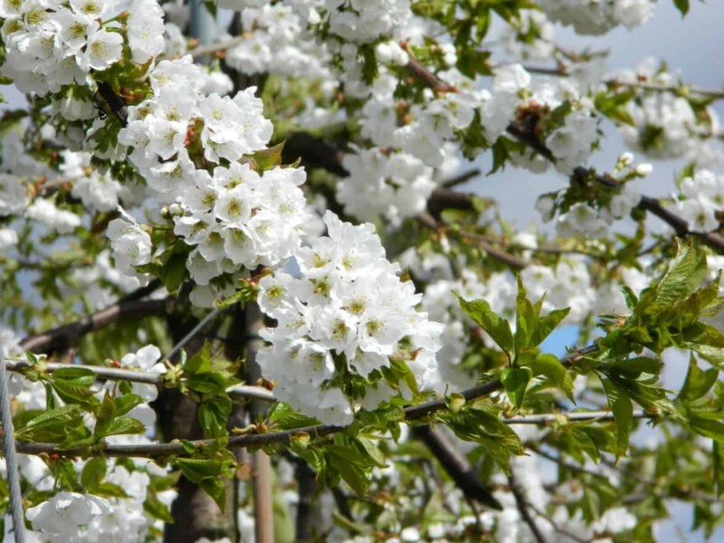 Bigarreau Napoléon Kersenboom – Image 5